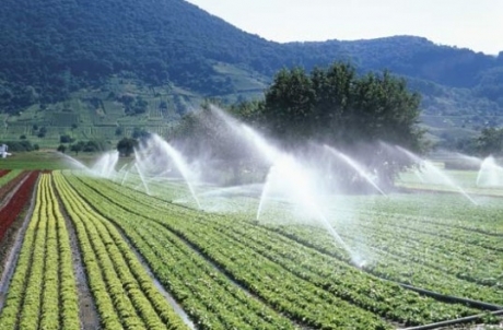 Fenomenele meteo extreme lovesc agricultura românescă